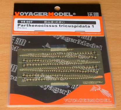 Picture of Parthenocissus tricuspidata 1